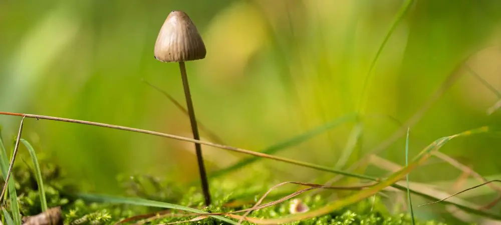 Habitat del Psilocybe azurescens Habitat del Psilocybe azurescens