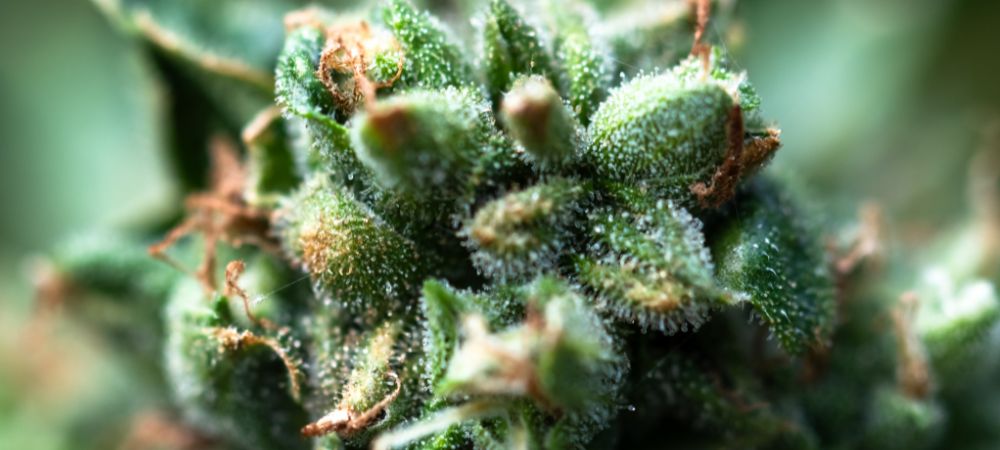 Terpeni Terpeni