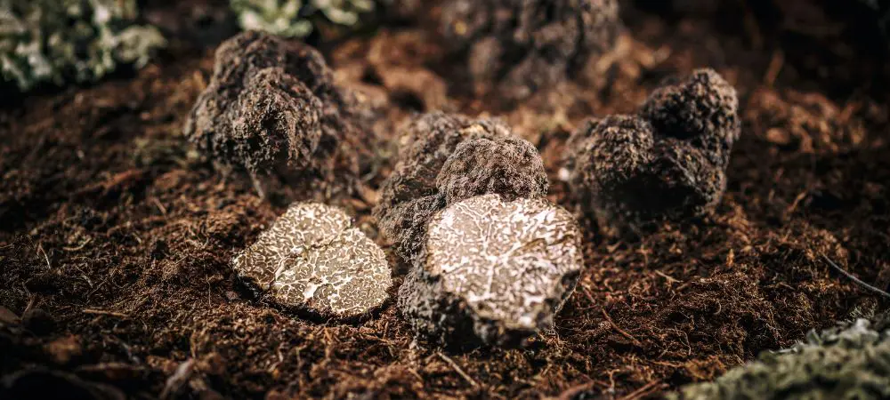 Tartufi allucinogeni: benefici Tartufi allucinogeni: benefici