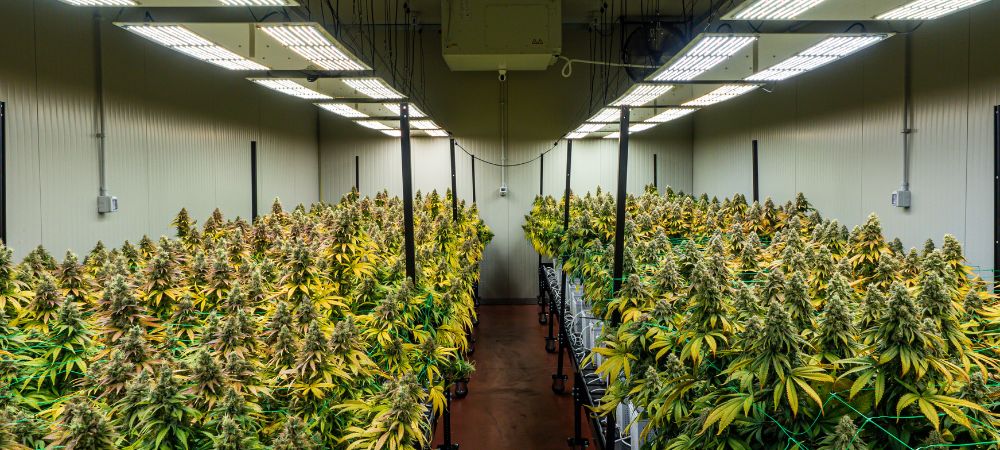 lumens indoor crop