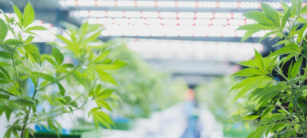 Migliore luce per cannabis fase Migliore luce per cannabis fase