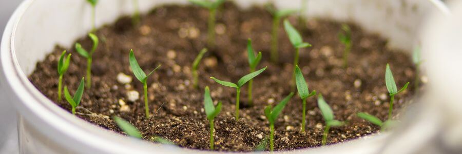 Tempo di germinazione dei semi di cannabis: quanti giorni servono?