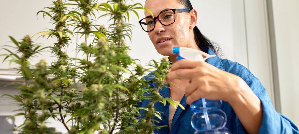 Fertilizzante idroponico fatto in casa