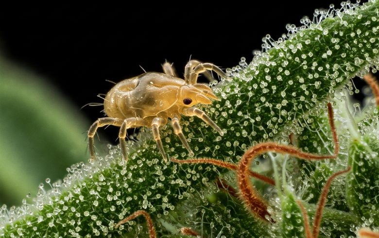microácaros en cultivo indoor
